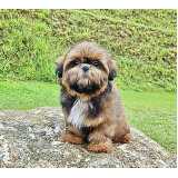 onde encontrar shih tzu preto e branco filhote Alto de Pinheiros