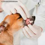 onde encontrar ultrassom odontológico veterinário Pacaembu onde encontrar ultrassom odontológico veterinário Pacaembu