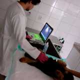 ultrassom-veterinario-exame-de-ultrassom-veterinario-exame-de-ultrassom-veterinario-pompeia