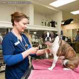 onde encontro clinica de fisioterapia veterinária Consolação onde encontro clinica de fisioterapia veterinária Consolação