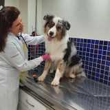 onde encontro clinica popular veterinária Jardim Paulista onde encontro clinica popular veterinária Jardim Paulista