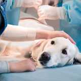 onde encontro clinica veterinária para exames Jardim Paulista onde encontro clinica veterinária para exames Jardim Paulista