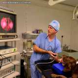 onde encontro endoscopia digestiva em cachorro Itaim Bibi
