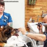 onde encontro endoscopia em cães Consolação