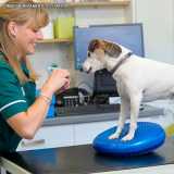 onde encontro fisioterapia veterinária animal Alphaville onde encontro fisioterapia veterinária animal Alphaville