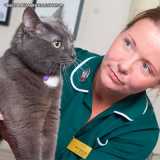onde encontro fisioterapia veterinária para gato Tamboré onde encontro fisioterapia veterinária para gato Tamboré