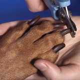 onde faz banho e tosa de cachorro Morumbi