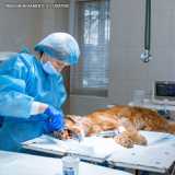onde faz cirurgia de emergência veterinária Higienópolis onde faz cirurgia de emergência veterinária Higienópolis