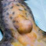 onde faz cirurgia hernia veterinária Santana onde faz cirurgia hernia veterinária Santana