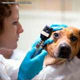 onde faz cirurgia oftálmica veterinária Alphaville onde faz cirurgia oftálmica veterinária Alphaville