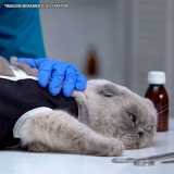 onde faz cirurgia veterinária mastectomia Bela Cintra onde faz cirurgia veterinária mastectomia Bela Cintra