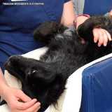 onde faz ultrassom para cachorro Consolação onde faz ultrassom para cachorro Consolação