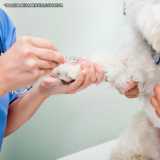 onde fazer exame de sangue veterinário Pacaembu