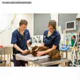 onde fazer exame ginecológico veterinário Pompéia