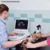 onde tem ultrassom cães Berrini onde tem ultrassom cães Berrini