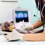 onde tem ultrassonografia cachorro Perdizes onde tem ultrassonografia cachorro Perdizes