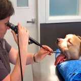 orçamento de endoscopia digestiva cachorro Morumbi