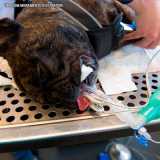 orçamento de exame de endoscopia de cachorro Santana