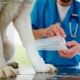 Ortopedia para Cachorro Ortopedia para Cachorro