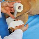 ortopedia veterinária valor Alphaville ortopedia veterinária valor Alphaville