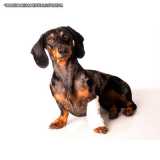 ortopedista de cachorro valor Pacaembu ortopedista de cachorro valor Pacaembu