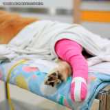 ortopedista de cachorro Consolação ortopedista de cachorro Consolação