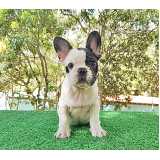 preço de cachorro bulldog filhote Consolação