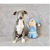 preço de cachorro whippet marrom filhote Faria Lima preço de cachorro whippet marrom filhote Faria Lima