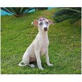 preço de cachorro whippet preto filhote Berrini preço de cachorro whippet preto filhote Berrini
