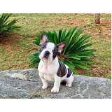 preço de filhote bulldog Vila Mariana