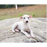 preço de whippet preto filhote Pinheiros preço de whippet preto filhote Pinheiros
