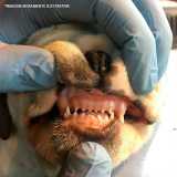 procuro por ultrassom dentário veterinário Morumbi procuro por ultrassom dentário veterinário Morumbi