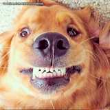 procuro por ultrassom veterinário dentário Vila Mariana procuro por ultrassom veterinário dentário Vila Mariana