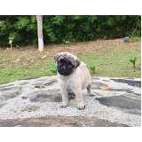 pug branco filhote preço Pacaembu
