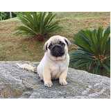 pug fêmea filhote Cidade Monções