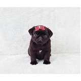 pug filhote preço Santana de Parnaíba