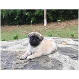 pug filhote Alphaville