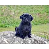pug preto filhote preço Bela Cintra