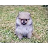 qual o preço de cachorro filhote de spitz alemão anão Morumbi