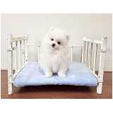 qual o preço de filhote de cachorro spitz anão Berrini