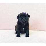 qual o preço de filhote pug preto Itaim Bibi