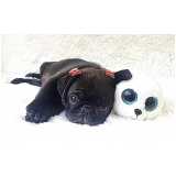 qual o preço de pug cachorro filhote Alto de Pinheiros