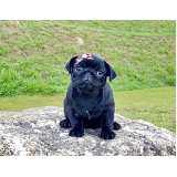qual o preço de pug fêmea filhote Pompéia