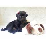 qual o preço de pug filhote preto Vila Mariana