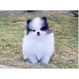 qual o preço de spitz alemão anão filhote Vila Mariana