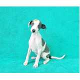 qual o valor de cachorro whippet branco Cidade Monções qual o valor de cachorro whippet branco Cidade Monções