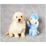 qual o valor de golden retriever filhote fêmea Cidade Monções qual o valor de golden retriever filhote fêmea Cidade Monções