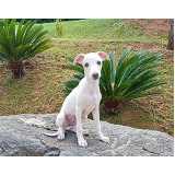 qual o valor de whippet filhote Alto de Pinheiros qual o valor de whippet filhote Alto de Pinheiros