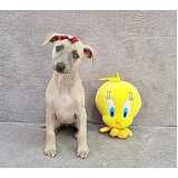 qual o valor de whippet preto filhote Faria Lima qual o valor de whippet preto filhote Faria Lima