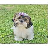 quanto custa cachorro filhote shih tzu Vila Mariana